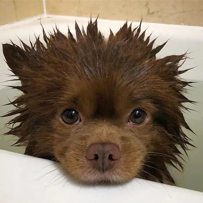 Doggo Looking Like A Bear After The Bath