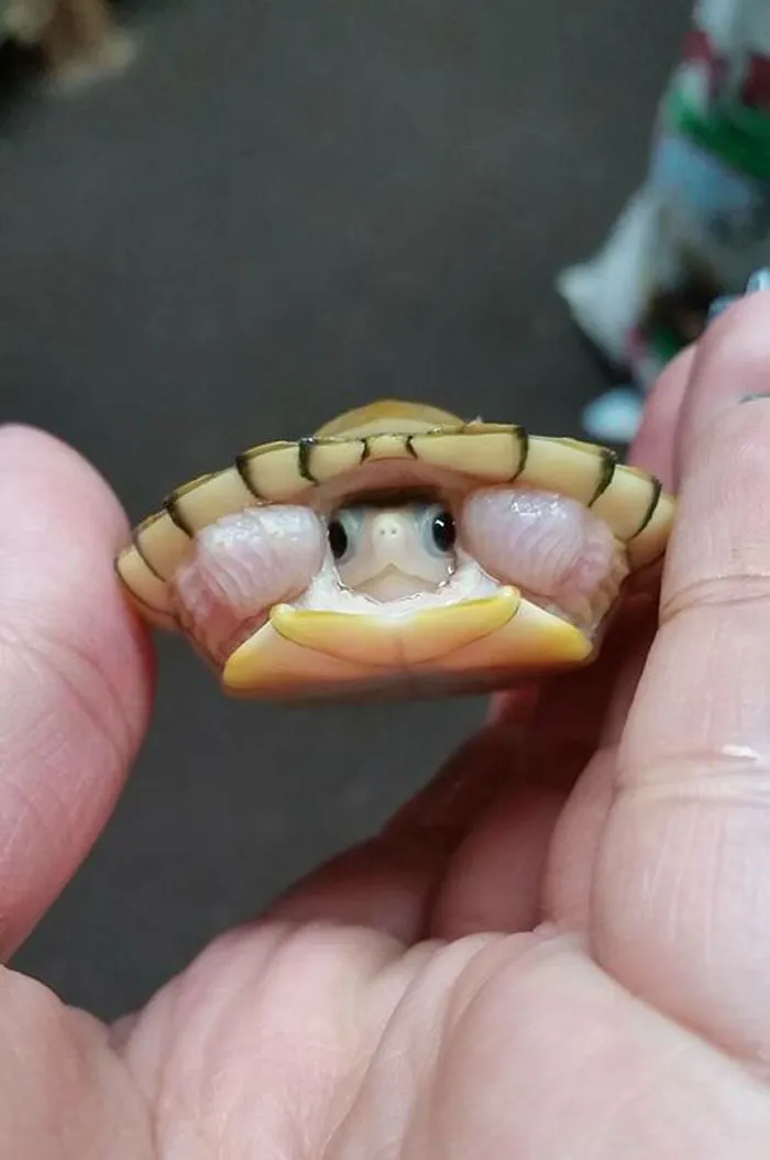 Su caparazón parece un sombrero mexicano