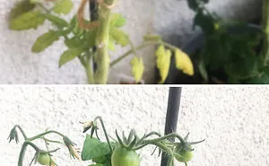 Hey Pandas, Post Your Favorite Houseplants (Ended)