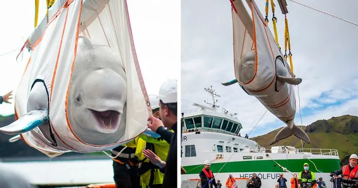 Two Beluga Whales Are Rescued From Performing As Show Animals In China, And Their Smiles Say It All