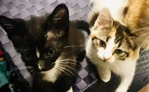 My 18 Pics Of Two Kittens That I Adopted During The Pandemic