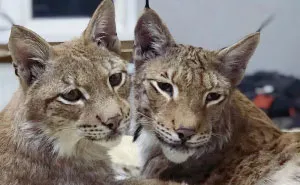 I Adopted Two Lynxes From A Fur Farm, Now I Live With 2 Big 'Cats,' 8 Dogs, And 3 Horses