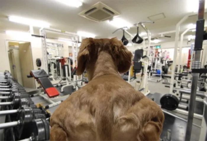 Someone Shares Pic Of An Absolute Unit Of A Dog, 16 Twitter Users Photoshop And Draw It In A Hilarious Way