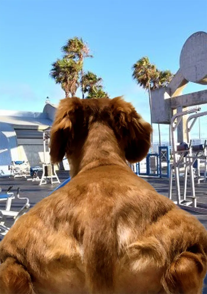 Someone Shares Pic Of An Absolute Unit Of A Dog, 16 Twitter Users Photoshop And Draw It In A Hilarious Way