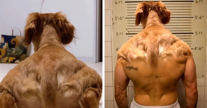 Someone Shares Pic Of An Absolute Unit Of A Dog, 16 Twitter Users Photoshop And Draw It In A Hilarious Way