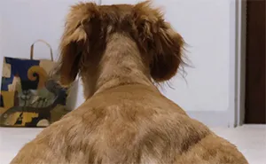 Someone Shares Pic Of An Absolute Unit Of A Dog, 16 Twitter Users Photoshop And Draw It In A Hilarious Way