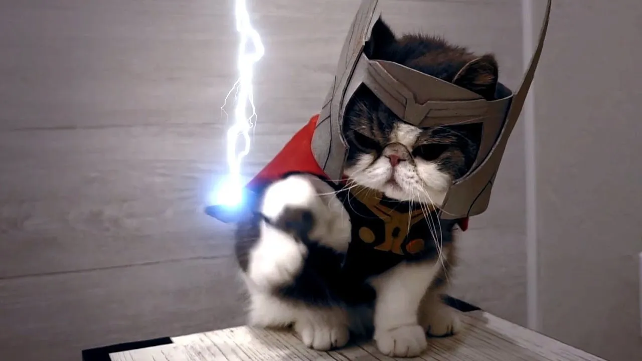 These 2 Cats That Used To Cosplay Now Makes Movie Shorts