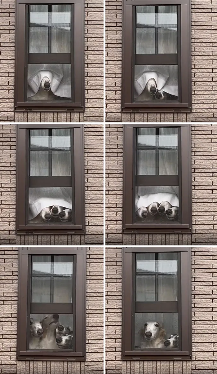 Four Borzoi Dogs Adorably Peek Their Big Noses Out Of Curtained Window One At A Time