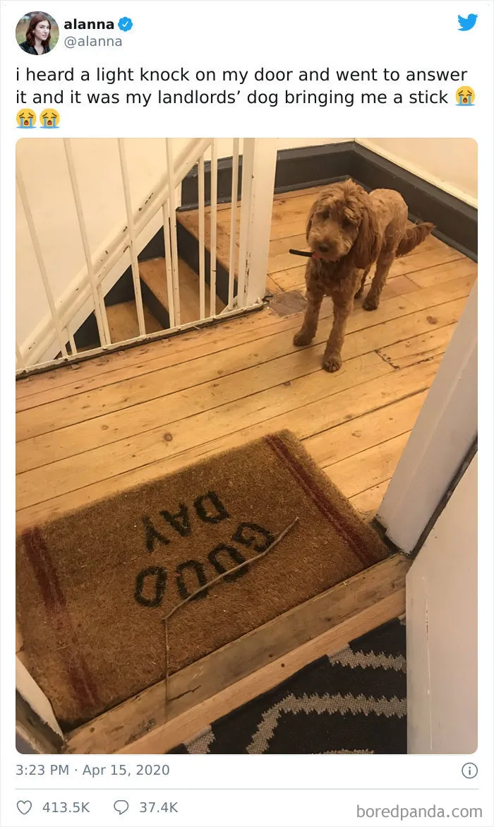 I Heard A Light Knock On My Door And Went To Answer It And It Was My Landlords’ Dog Bringing Me A Stick