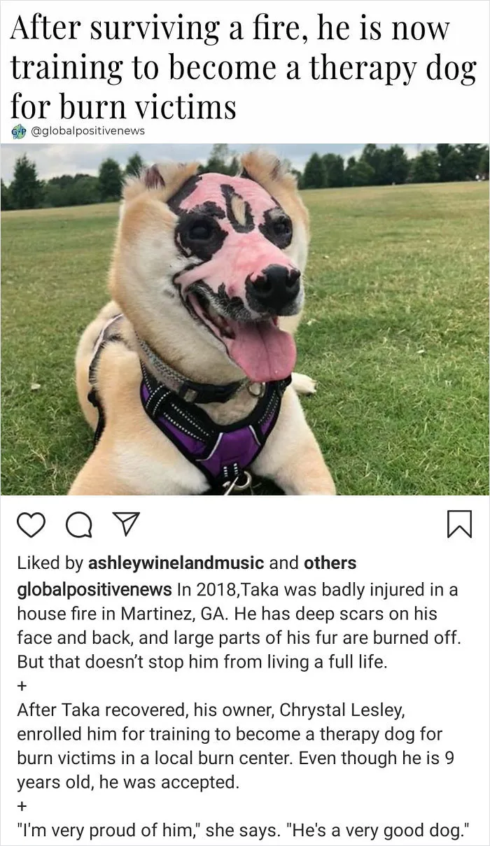 12/10 Good Boye