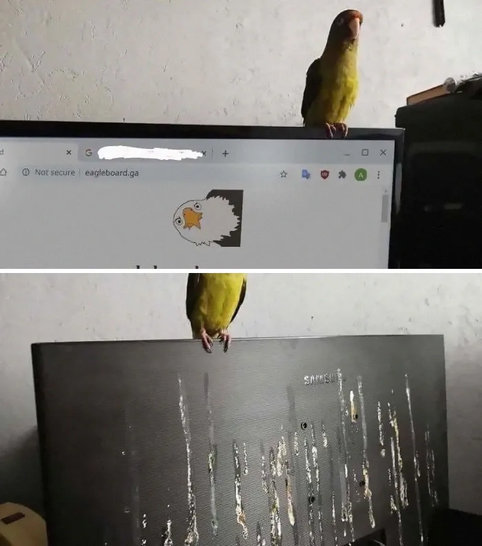Qué podría salir mal si trabajo con mi pajarito