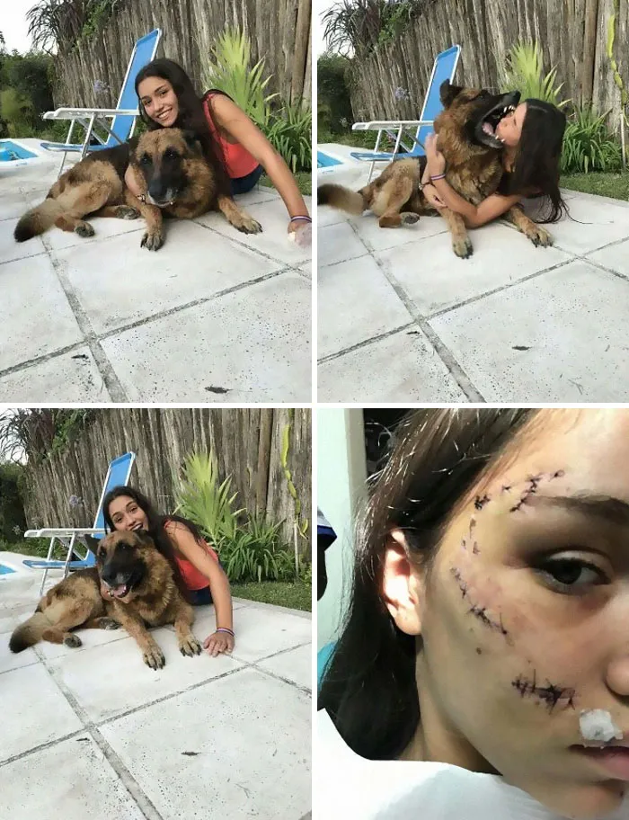 Qué podría salir mal si invades el espacio personal de un perro