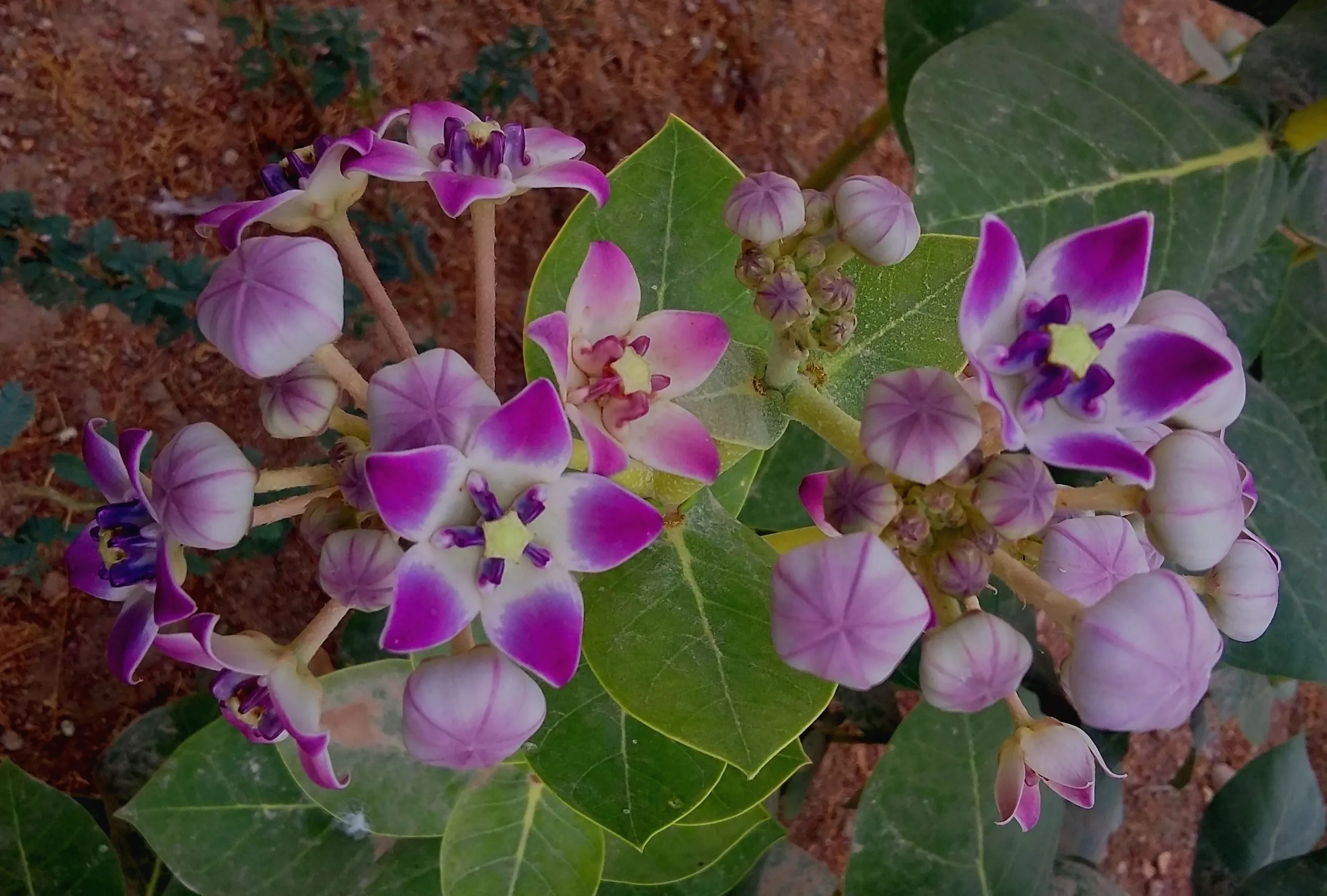 Wild Flower In Desert Of India