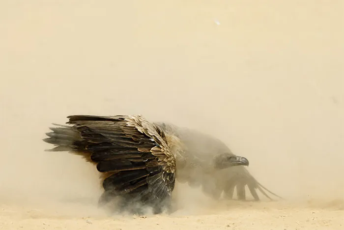 I Quit My Job In Finance And Have Been Photographing Wildlife Ever Since, Here Are My 30 Favorite Pics