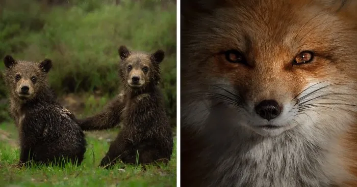 I Gave Up “Normal Life” For Wildlife Photography, Here Are 40 Of My Photos
