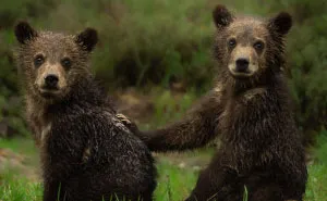 I Gave Up “Normal Life” For Wildlife Photography, Here Are 40 Of My Photos