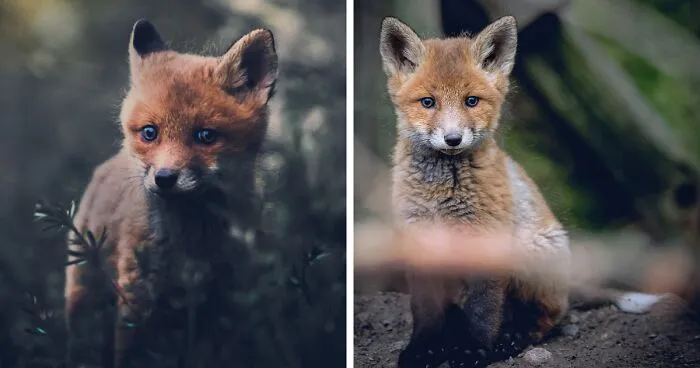 I Tried To Make My Way To Get To Red Foxes And I Finally Earned Their Trust To Photograph Them Up Close (30 Pics)