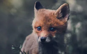 I Tried To Make My Way To Get To Red Foxes And I Finally Earned Their Trust To Photograph Them Up Close (30 Pics)