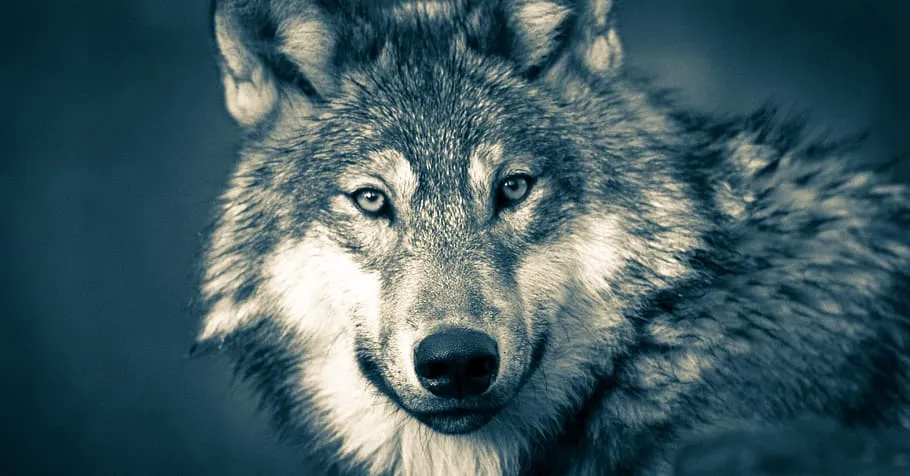 If Only I Was A Wolf