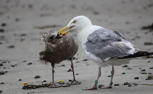 A Seagull's Take On Raising Kids During A Pandemic