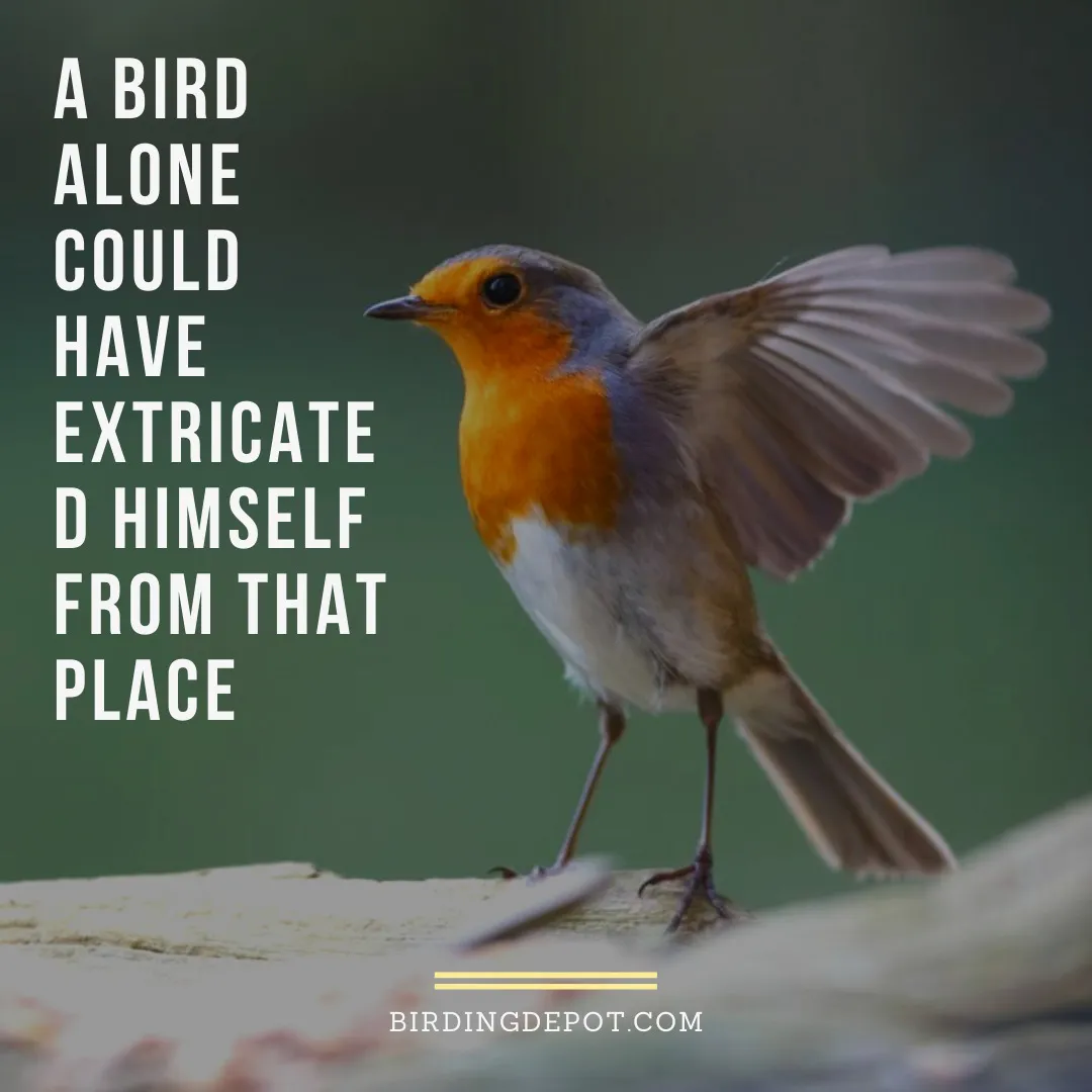 A Bird Alone Could Have Extricated Himself