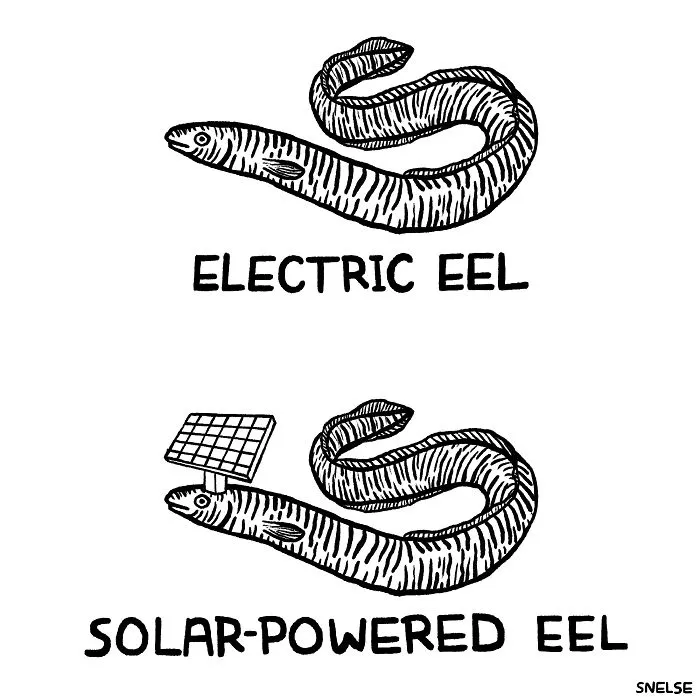 Eels