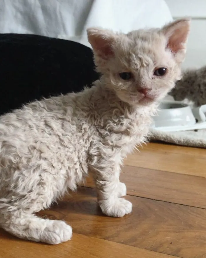 Estos gatos son muy diferentes de los que sueles ver (30 fotos)