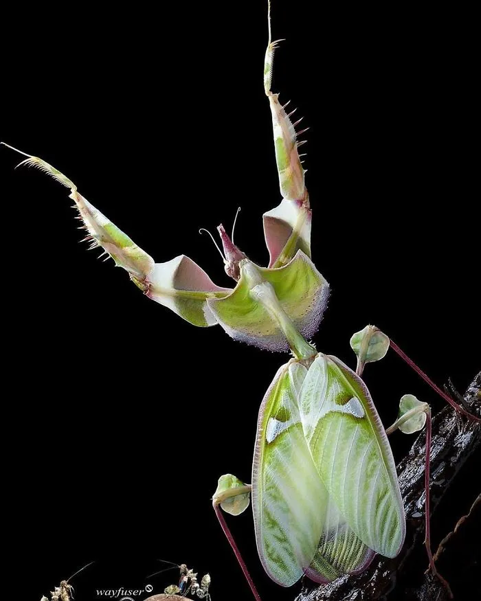 Photographer Captures Amusing Pics Of Stunning Mantises, And Here Are 30 Of The Best Ones