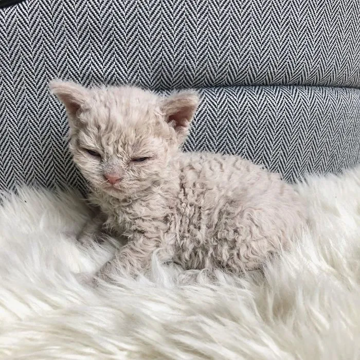Estos gatos son muy diferentes de los que sueles ver (30 fotos)