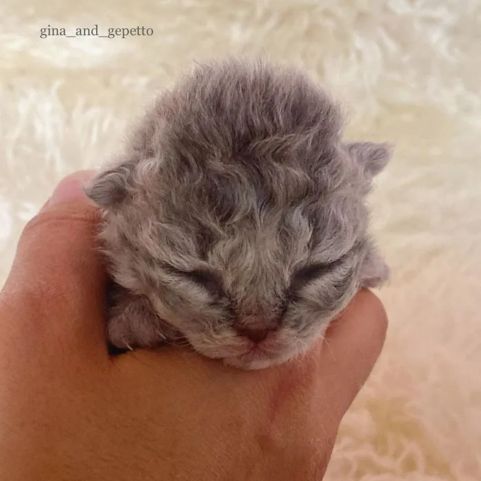 Estos gatos son muy diferentes de los que sueles ver (30 fotos)