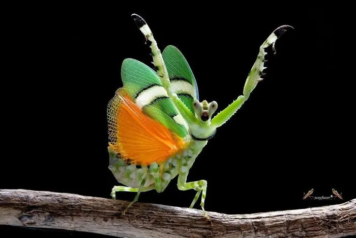 Photographer Captures Amusing Pics Of Stunning Mantises, And Here Are 30 Of The Best Ones