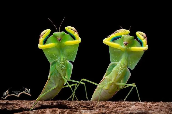Photographer Captures Amusing Pics Of Stunning Mantises, And Here Are 30 Of The Best Ones