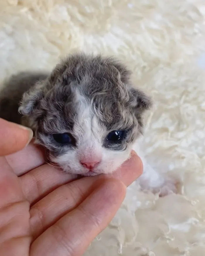 Estos gatos son muy diferentes de los que sueles ver (30 fotos)