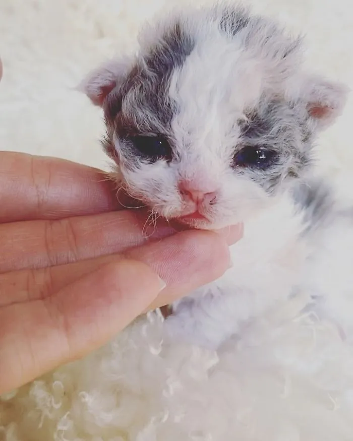 These Kitties Are Very Different From Your Usual Ones (30 Pics)