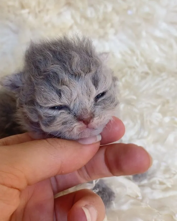 These Kitties Are Very Different From Your Usual Ones (30 Pics)