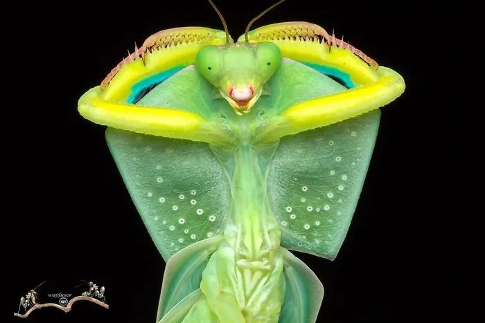 Photographer Captures Amusing Pics Of Stunning Mantises, And Here Are 30 Of The Best Ones