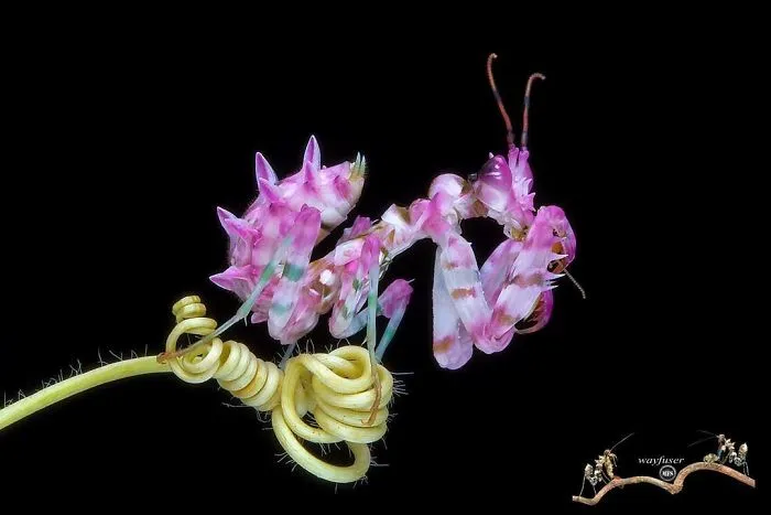 Photographer Captures Amusing Pics Of Stunning Mantises, And Here Are 30 Of The Best Ones