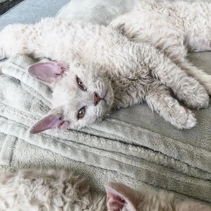 Estos gatos son muy diferentes de los que sueles ver (30 fotos)