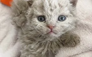 These Kitties Are Very Different From Your Usual Ones (30 Pics)