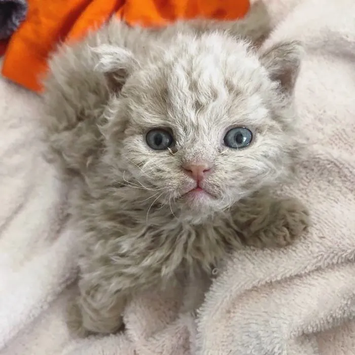 Estos gatos son muy diferentes de los que sueles ver (30 fotos)