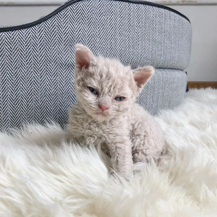 Estos gatos son muy diferentes de los que sueles ver (30 fotos)