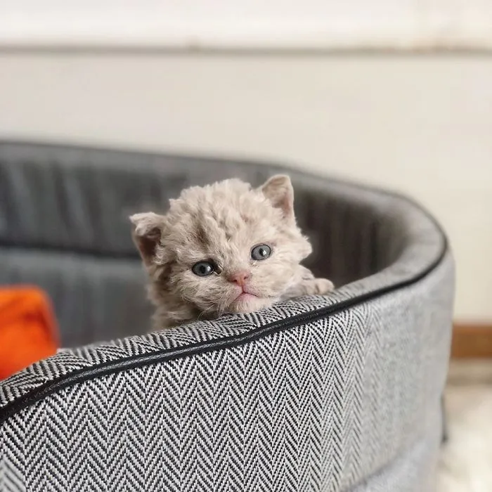 Estos gatos son muy diferentes de los que sueles ver (30 fotos)