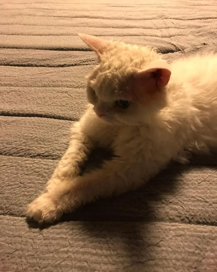 Meet Chirico, A Cat Whose Facial Expressions Make Her Look Like She's Always Judging Others (30 Pics)