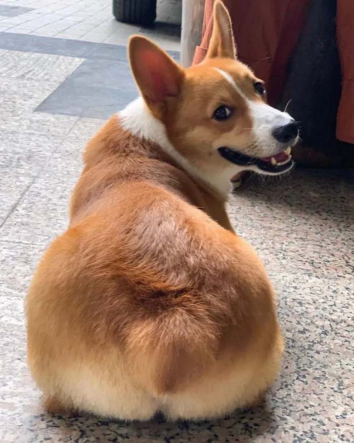 Meet Baby, The Corgi That Loves Everyone And Has A Feisty Personality (31 Pics)