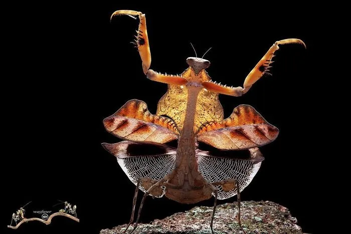 Photographer Captures Amusing Pics Of Stunning Mantises, And Here Are 30 Of The Best Ones