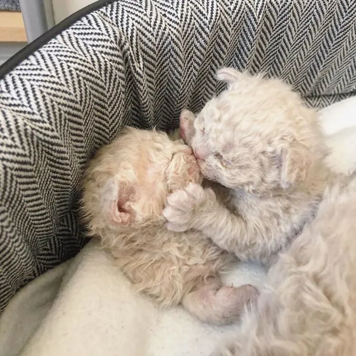 Estos gatos son muy diferentes de los que sueles ver (30 fotos)