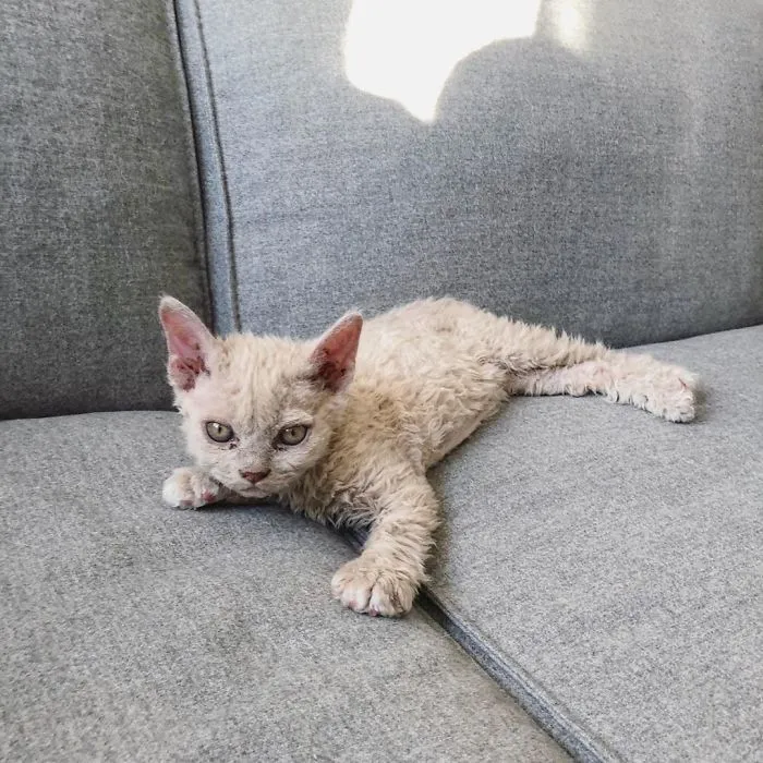 These Kitties Are Very Different From Your Usual Ones (30 Pics)