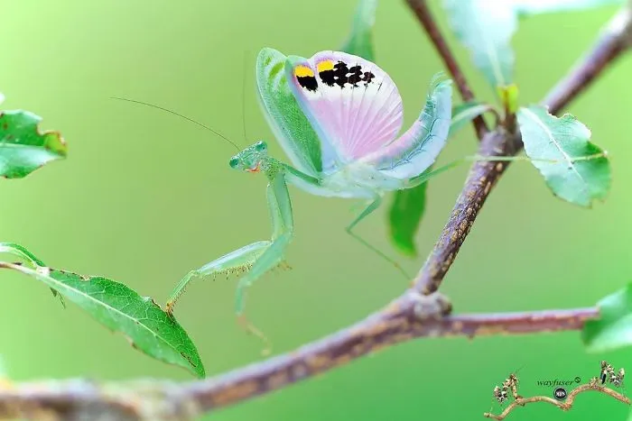 Photographer Captures Amusing Pics Of Stunning Mantises, And Here Are 30 Of The Best Ones