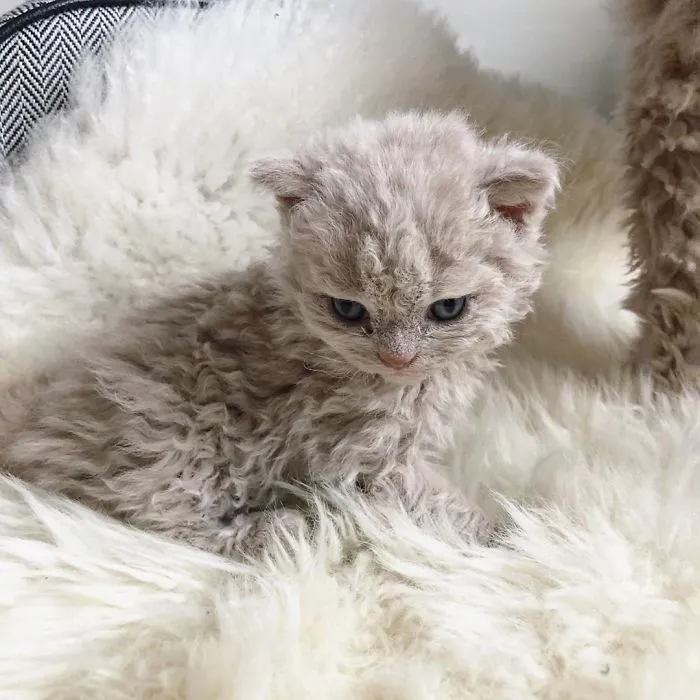 These Kitties Are Very Different From Your Usual Ones (30 Pics)