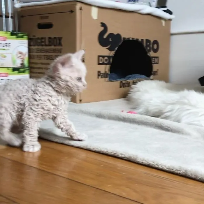 Estos gatos son muy diferentes de los que sueles ver (30 fotos)